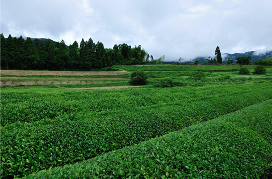 甲斐製茶園