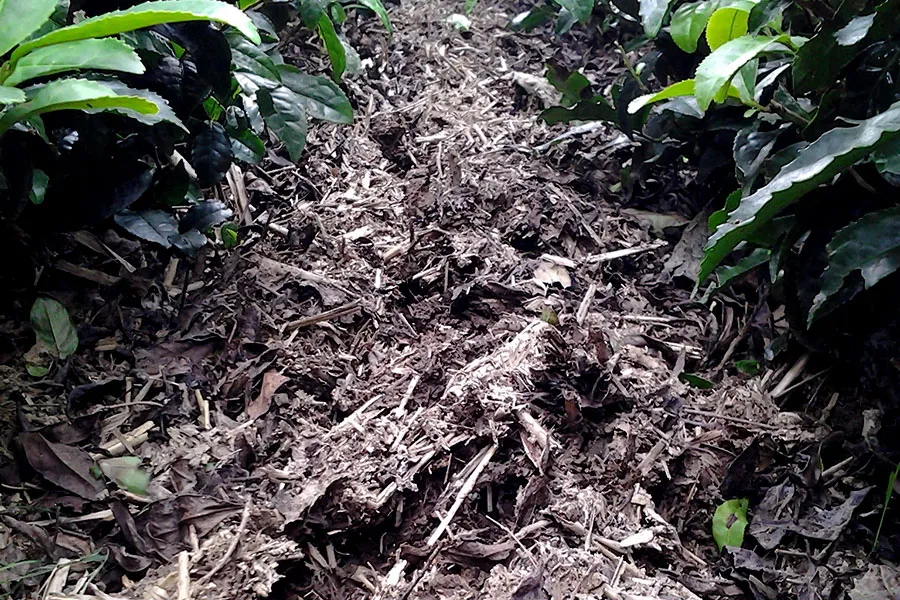 カネトウ三浦園